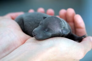 cachorro recien nacido