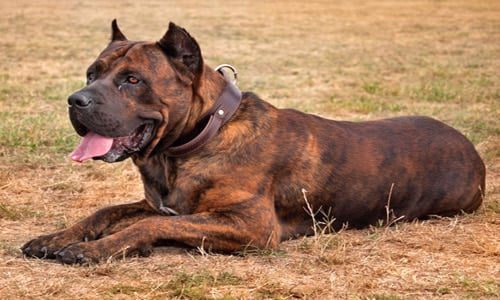 dogo canario