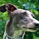 galgo espanol