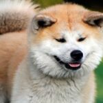 hachiko