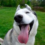 husky siberiano sentado en el jardín