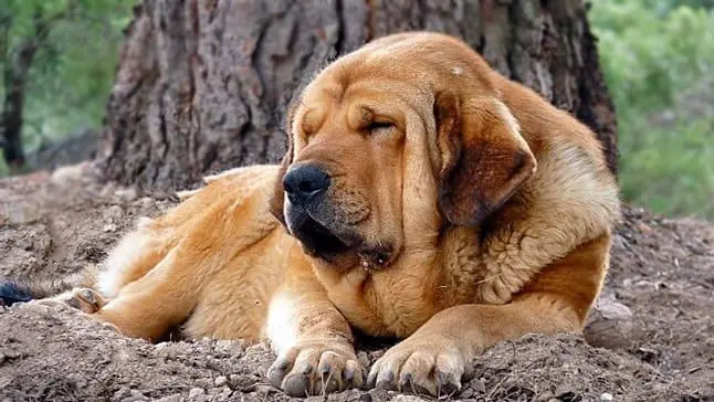 perro mastín español