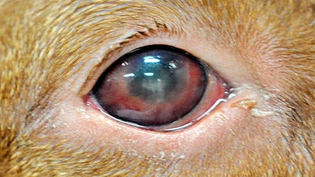 ojo de perro