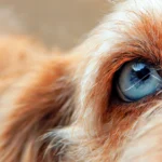 ojo de perro que padece de uveitis