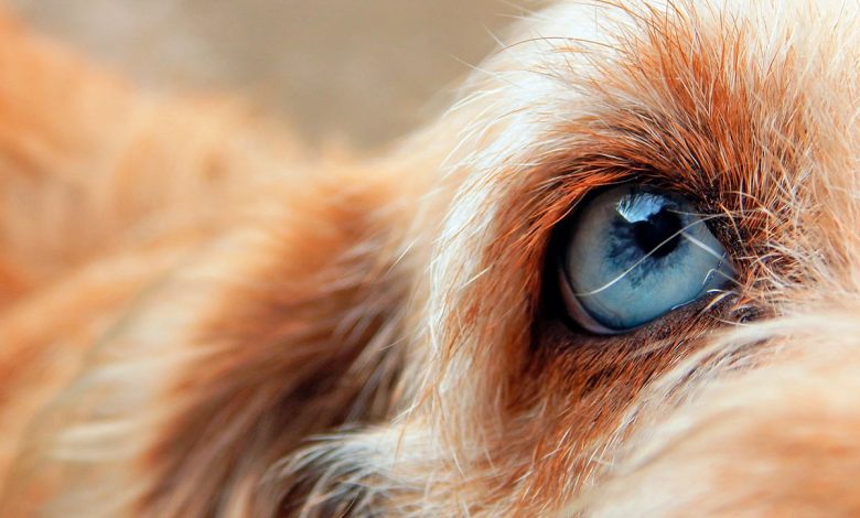 ojo de perro que padece de uveitis
