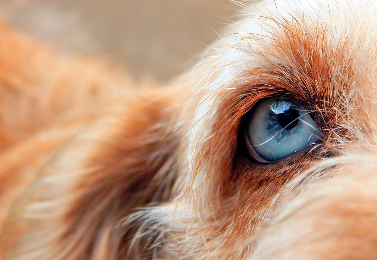 ojo de perro que padece de uveitis