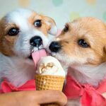 perritos comiendo helado