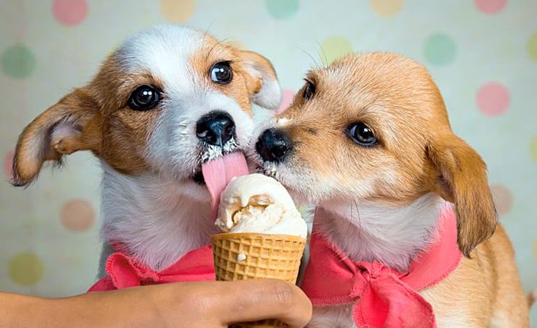perritos comiendo helado