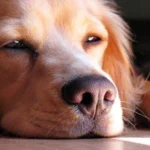 perro aburrido