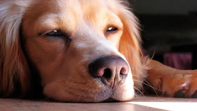 perro aburrido