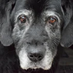 perro anciano