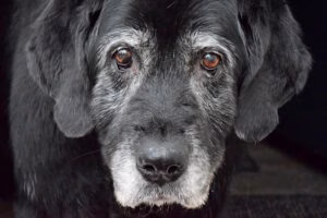perro anciano