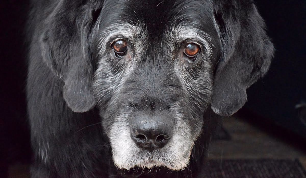 perro anciano