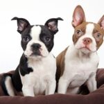 perro boston terrier