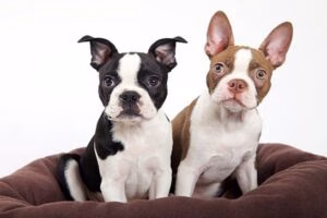 perro boston terrier