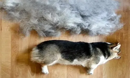 perro cepillado