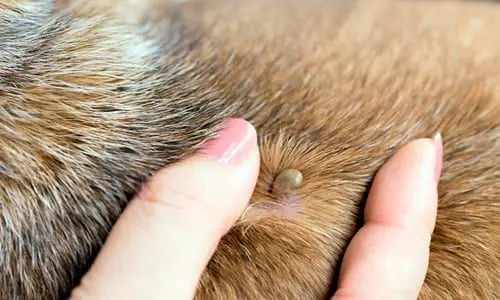 perro con garrapata