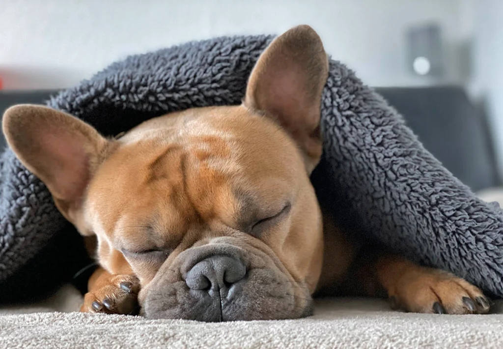 perro con neumonia tapado por una manta