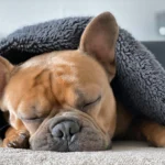 perro con neumonia tapado por una manta
