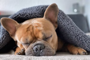 perro con neumonia tapado por una manta