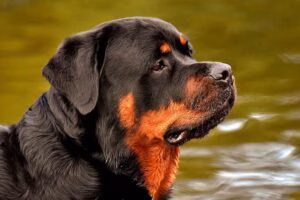 perro de raza rottweiler