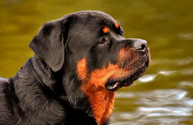 Raza Rottweiler | Características, y carácter