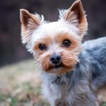 perro de raza yorkshire terrier