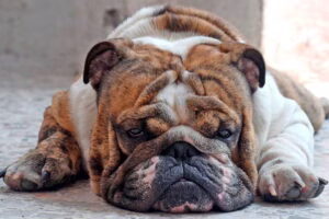 perro diagnoticado de Cushing