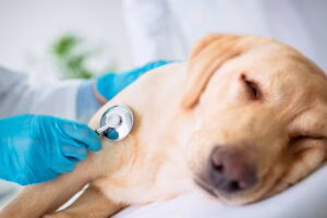 perro e nrevision para hipotiroidismo