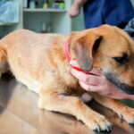 perro en consulta veterinaria