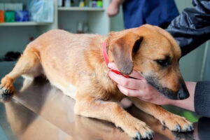 perro en consulta veterinaria