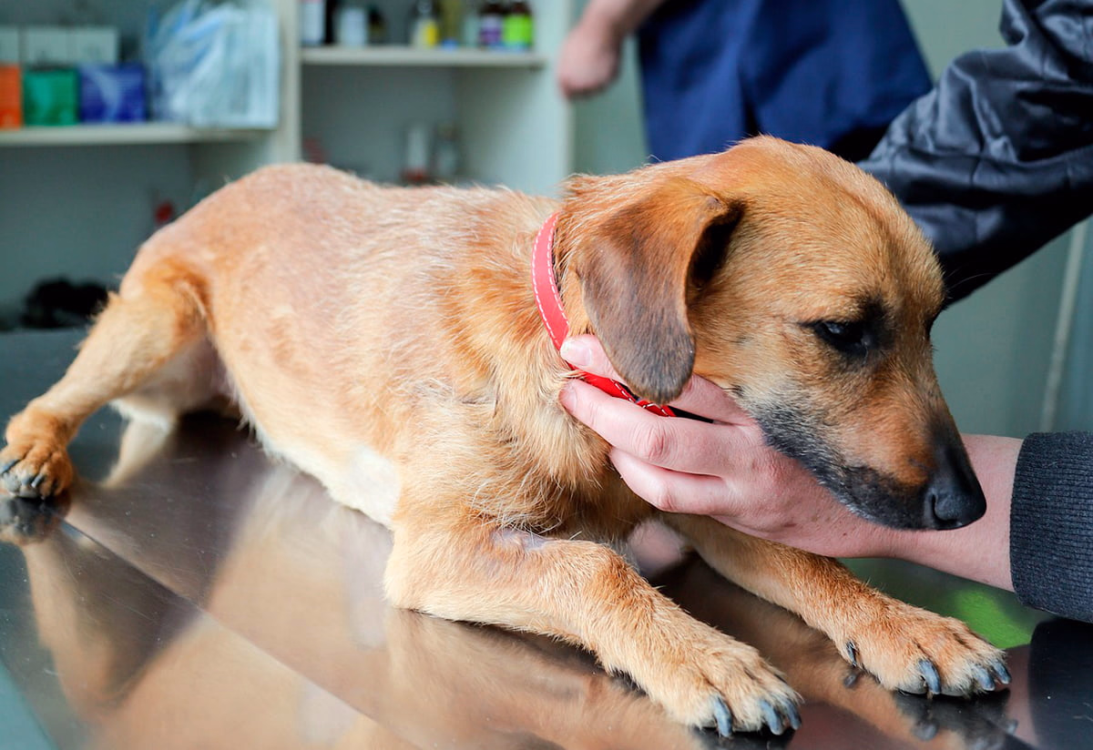 perro en consulta veterinaria