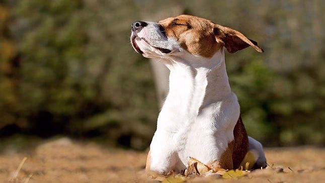 perro en primavera