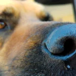 perro enfermo de babeosis