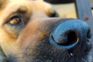 perro enfermo de babeosis