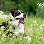 perro estornudando por el polen que desprenden las flores
