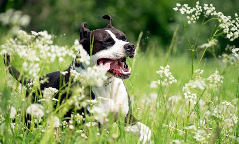 perro estornudando por el polen que desprenden las flores