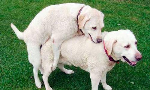 perro monta a otro perro