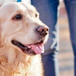 perro paseando
