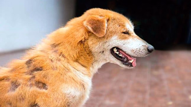 perro con tiña