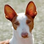 podenco iberico1