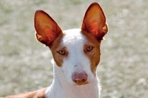 podenco iberico1