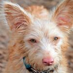 podenco portugues