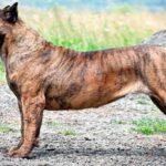 presa canario