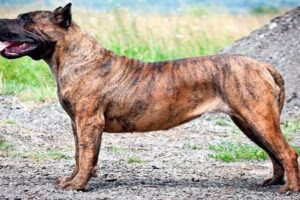 presa canario