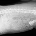 radiografia calculos renales perro