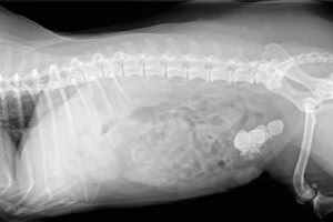 radiografia calculos renales perro