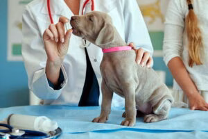 revision de cachorro en clinica veterinaria