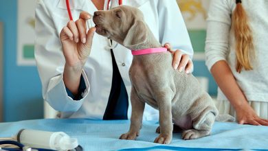 revision de cachorro en clinica veterinaria
