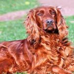 setter irlandes 2
